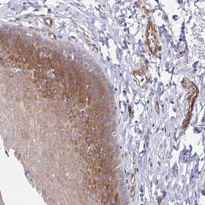 Merck Anti-KLC3 antibody produced in rabbit
