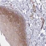 Merck Anti-KLC3 antibody produced in rabbit