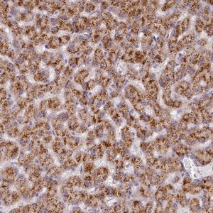 Merck Anti-TYW1B antibody produced in rabbit