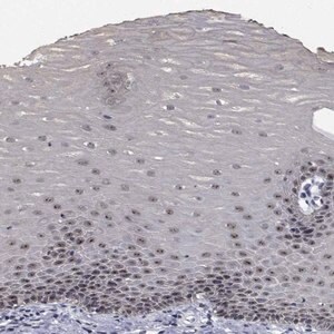 Merck Anti-NVL antibody produced in rabbit
