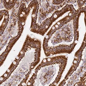 Merck Anti-COX6C antibody produced in rabbit