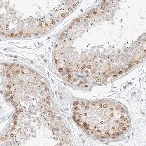 Merck Anti-NHSL1 antibody produced in rabbit