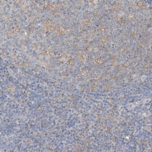 Merck Anti-MICAL1 antibody produced in rabbit