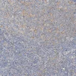 Merck Anti-MICAL1 antibody produced in rabbit