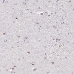 Merck Anti-ZIC4 antibody produced in rabbit