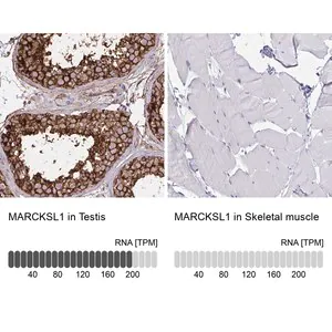 Merck Anti-MARCKSL1 antibody produced in rabbit