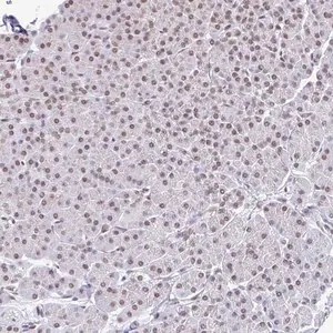 Merck Anti-SLC7A10 antibody produced in rabbit