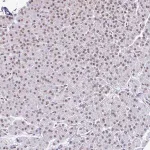 Merck Anti-SLC7A10 antibody produced in rabbit