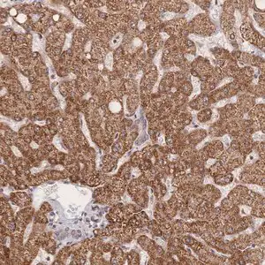 Merck Anti-LRP5 antibody produced in rabbit