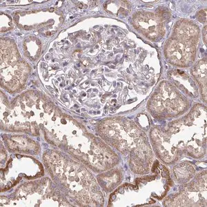 Merck Anti-ISCU antibody produced in rabbit