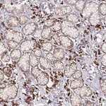 Merck Anti-YARS2 antibody produced in rabbit