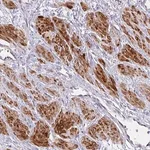Merck Anti-MOCS1 antibody produced in rabbit