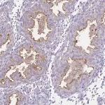 Merck Anti-SEMA6B antibody produced in rabbit