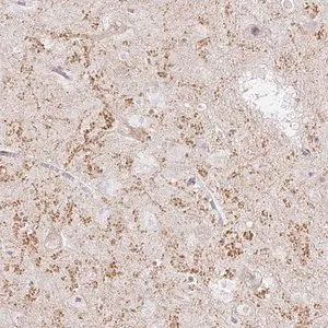 Merck Anti-GRIA3 antibody produced in rabbit