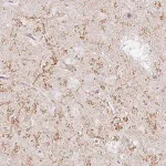 Merck Anti-GRIA3 antibody produced in rabbit