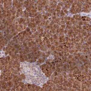 Merck Anti-AIM1 antibody produced in rabbit