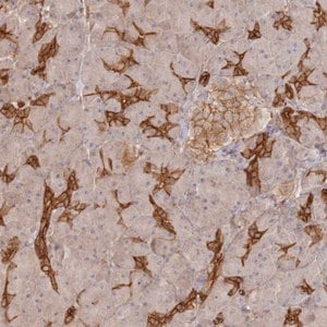 Merck Anti-BRWD1 antibody produced in rabbit