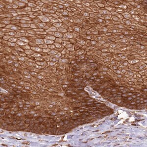 Merck Anti-AIM1 antibody produced in rabbit