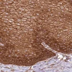 Merck Anti-AIM1 antibody produced in rabbit