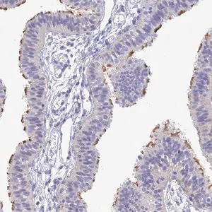 Merck Anti-DNAH14 antibody produced in rabbit