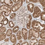 Merck Anti-CPAMD8 antibody produced in rabbit