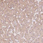 Merck Anti-ERAP2 antibody produced in rabbit