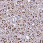 Merck Anti-MCFD2 antibody produced in rabbit