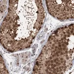 Merck Anti-COPS7B antibody produced in rabbit