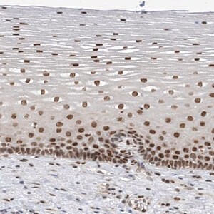 Merck Anti-APLF antibody produced in rabbit