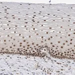 Merck Anti-APLF antibody produced in rabbit