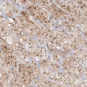 Merck Anti-ZBTB41 antibody produced in rabbit