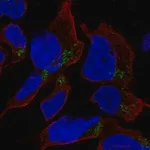 Merck Anti-HFM1 antibody produced in rabbit