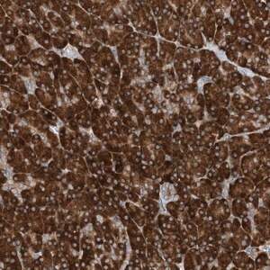 Merck Anti-PHOSPHO2 antibody produced in rabbit