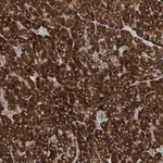 Merck Anti-PHOSPHO2 antibody produced in rabbit