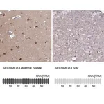 Merck Anti-SLC9A6 antibody produced in rabbit