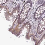 Merck Anti-STK26 antibody produced in rabbit