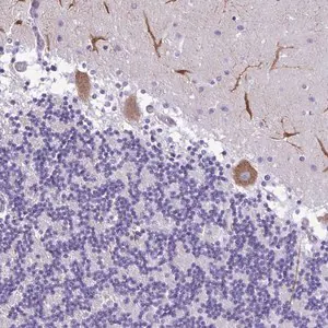 Merck Anti-PAK3 antibody produced in rabbit