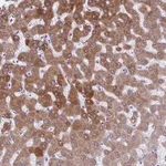 Merck Anti-AIG1 antibody produced in rabbit
