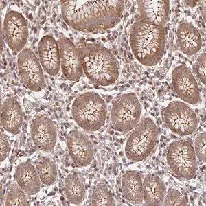 Merck Anti-PSMA4 antibody produced in rabbit
