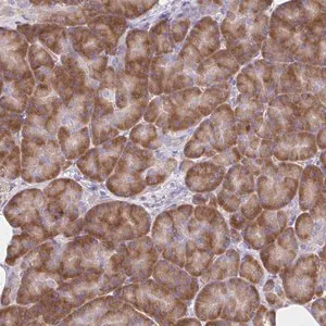 Merck Anti-RPL27A antibody produced in rabbit