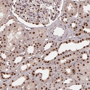 Merck Anti-LAS1L antibody produced in rabbit