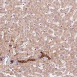 Merck Anti-ARHGAP32 antibody produced in rabbit