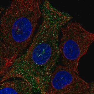 Merck Anti-PQLC3 antibody produced in rabbit