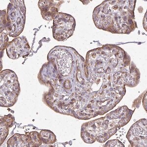 Merck Anti-EIF4EBP2 antibody produced in rabbit