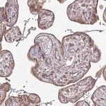 Merck Anti-EIF4EBP2 antibody produced in rabbit