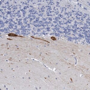 Merck Anti-PRSS12 antibody produced in rabbit