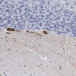 Merck Anti-PRSS12 antibody produced in rabbit