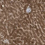 Merck Anti-ADI1 antibody produced in rabbit