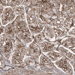 Merck Anti-SLC9A2 antibody produced in rabbit