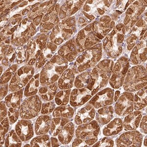 Merck Anti-EFHC1 antibody produced in rabbit